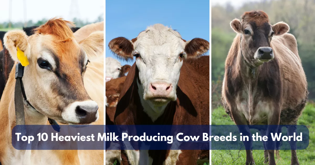 Top 10 Heaviest Milk Producing Cow Breeds in the World