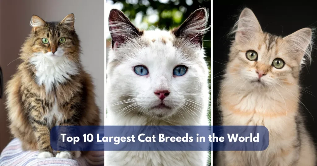 Top 10 Largest Domestic Cat Breeds In The World