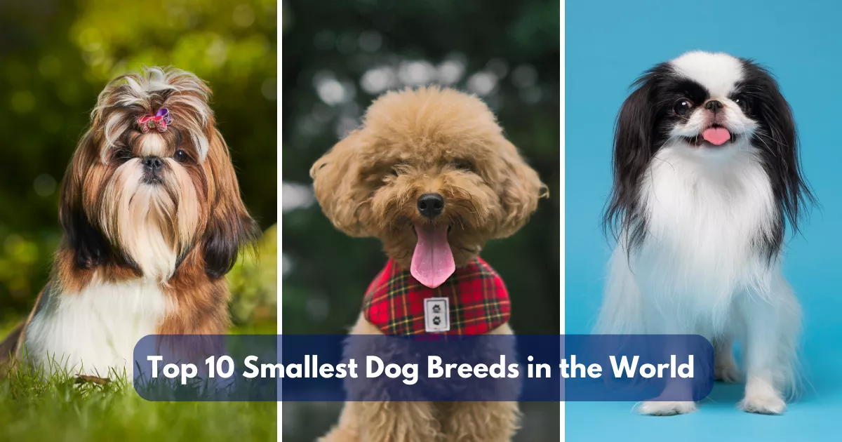 Top 10 Smallest Dog Breeds In The World