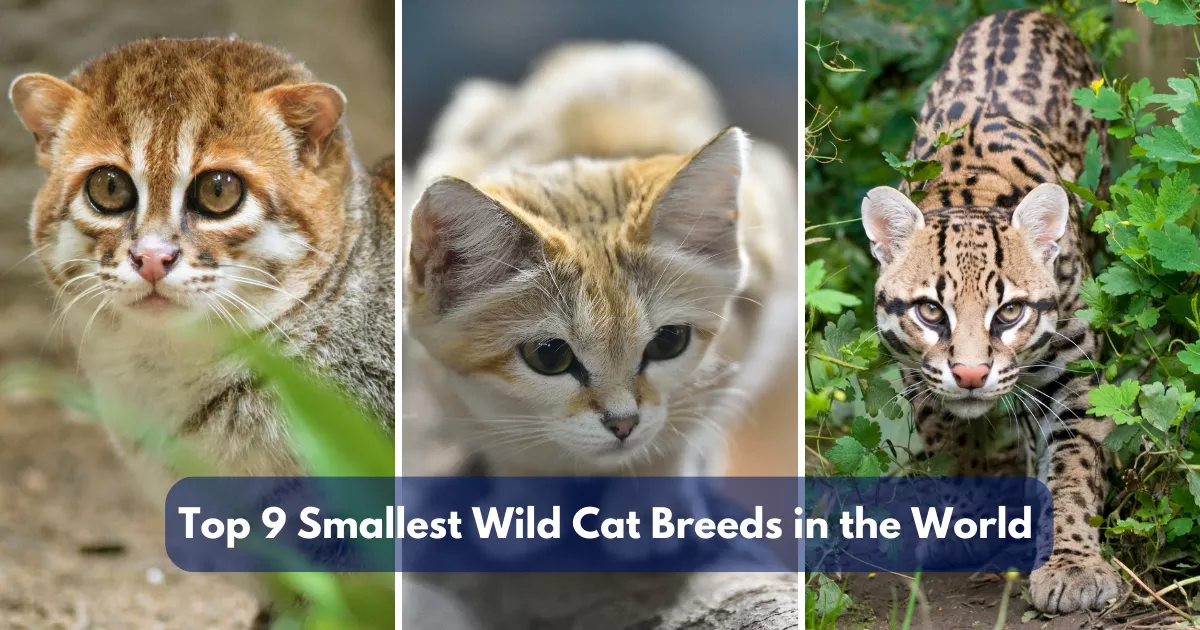 Top 9 Smallest Wild Cat Breeds In The World