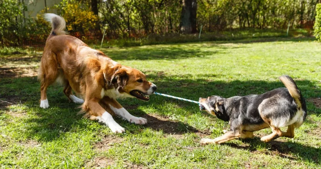 Dog Playing Tug-of-War