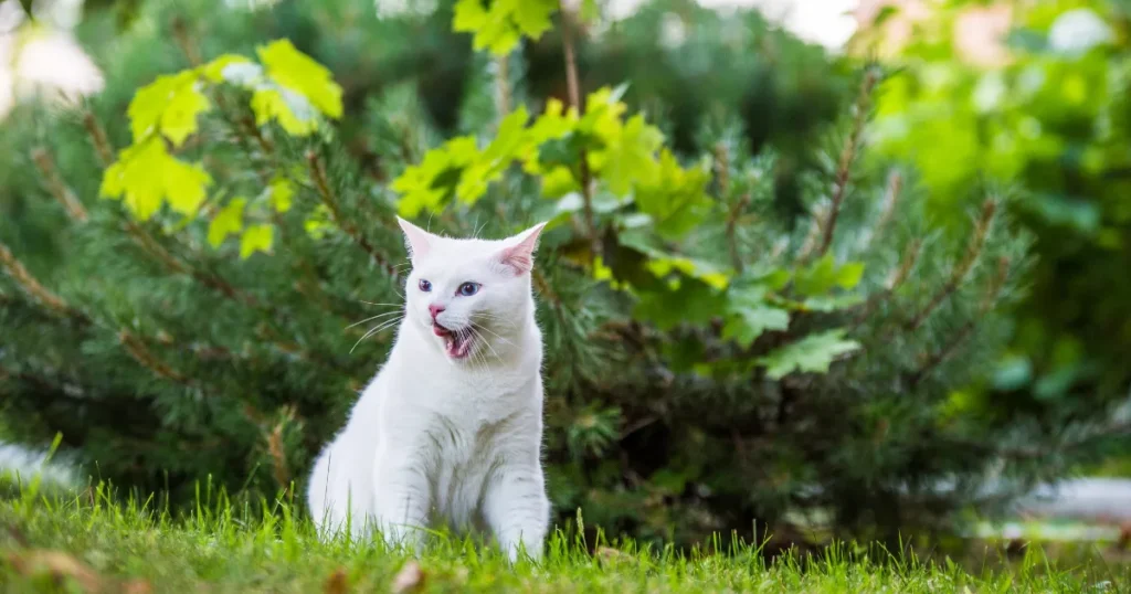 Turkish Angora