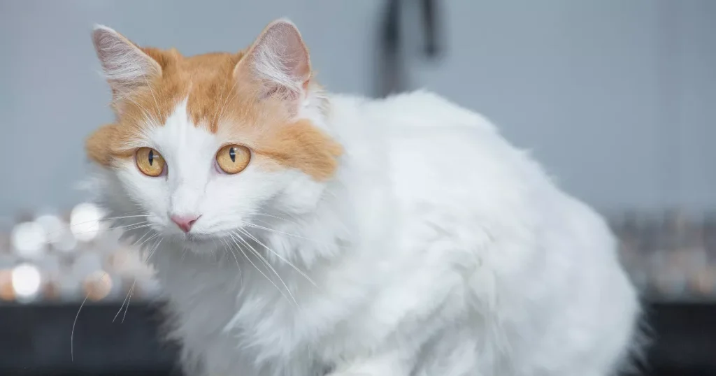 Turkish Van