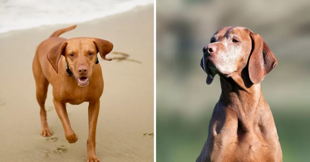 Vizsla 