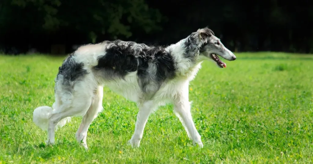 Walking Borzoi , Russian Hunting Sighthound