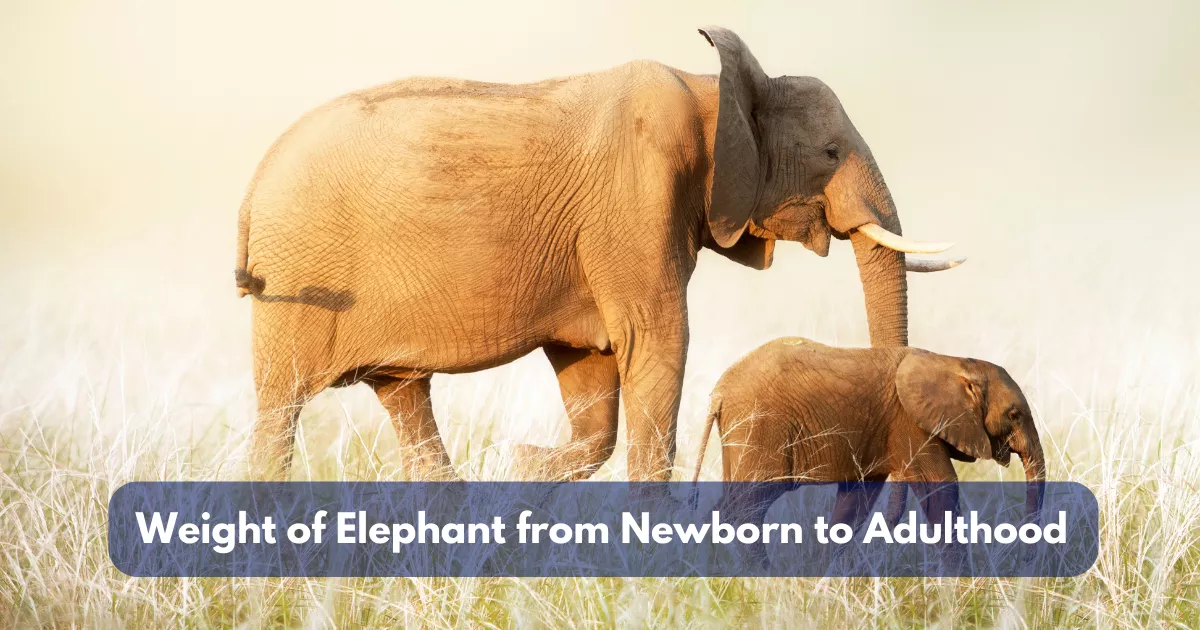 Weight of Elephant from Newborn to Adulthood