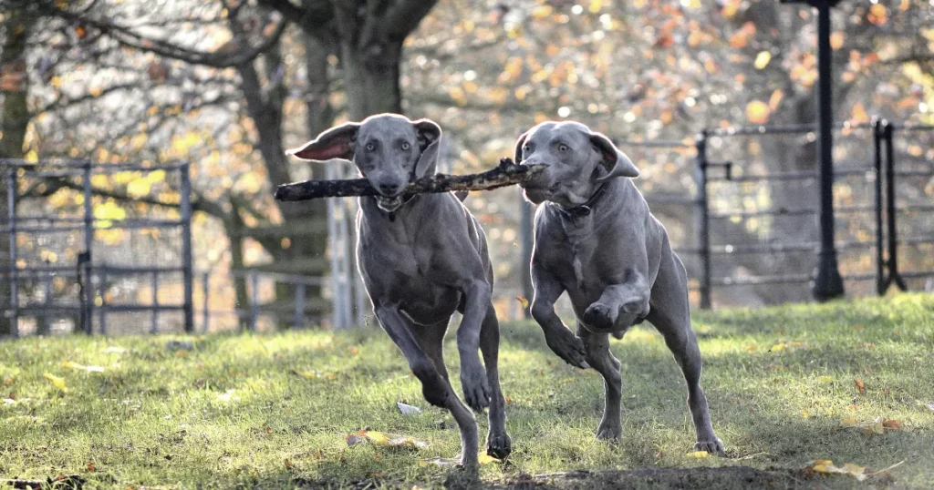 Weimaraner 