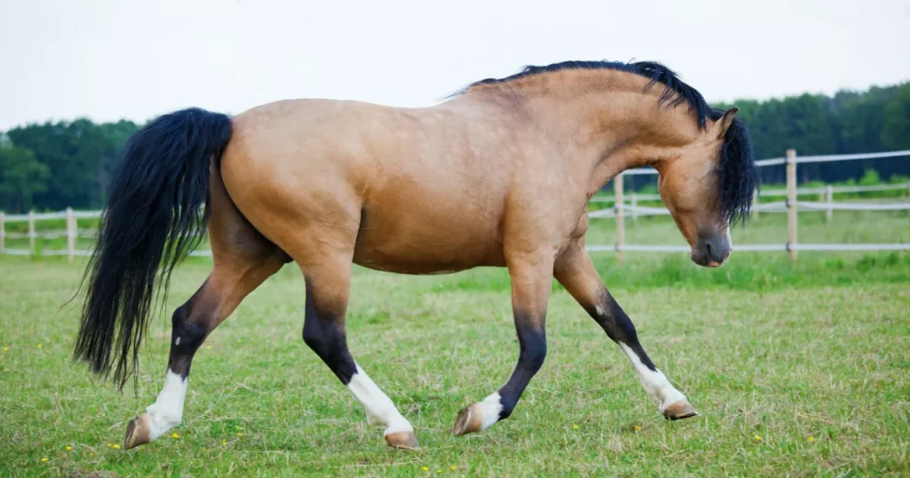 Welsh Pony
