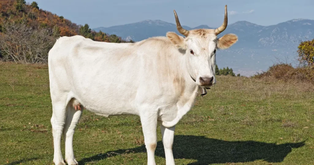 White Park Cow