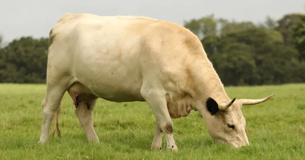 White Park cattle