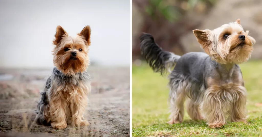 Yorkshire Terrier