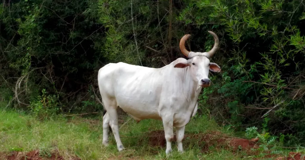 Zebu Cow