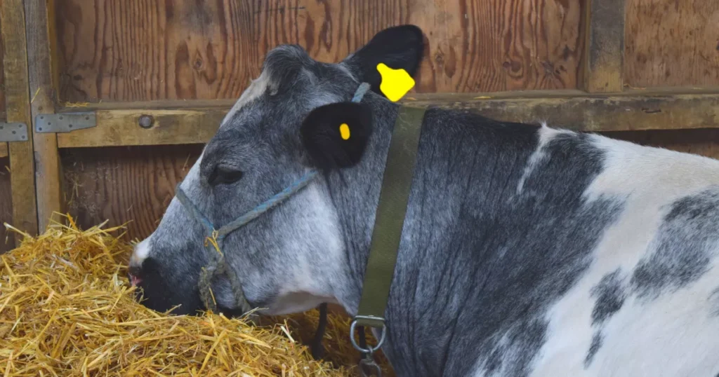 belgian blue cow close up livestock cattle argiculture