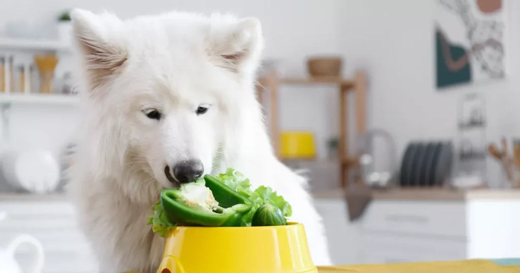 Basic Dog Nutrition