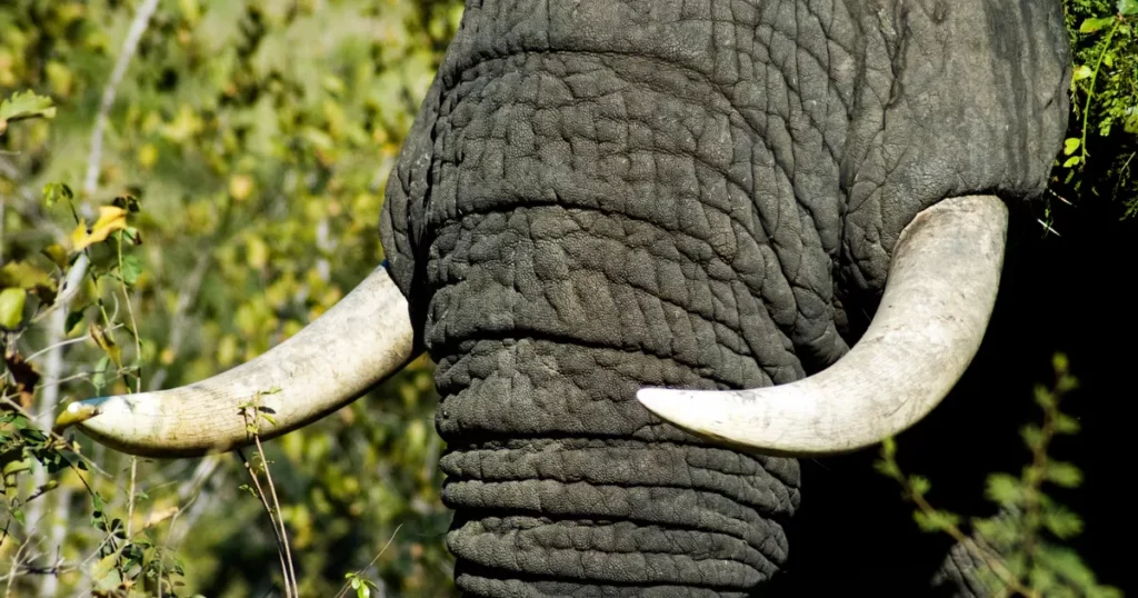 Elephant Tusks