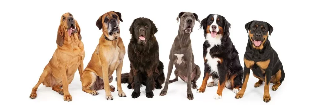 Large Dog Breeds