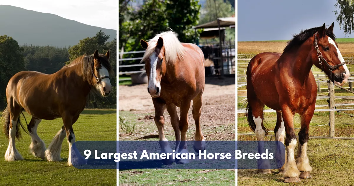 9 Largest American Horse Breeds