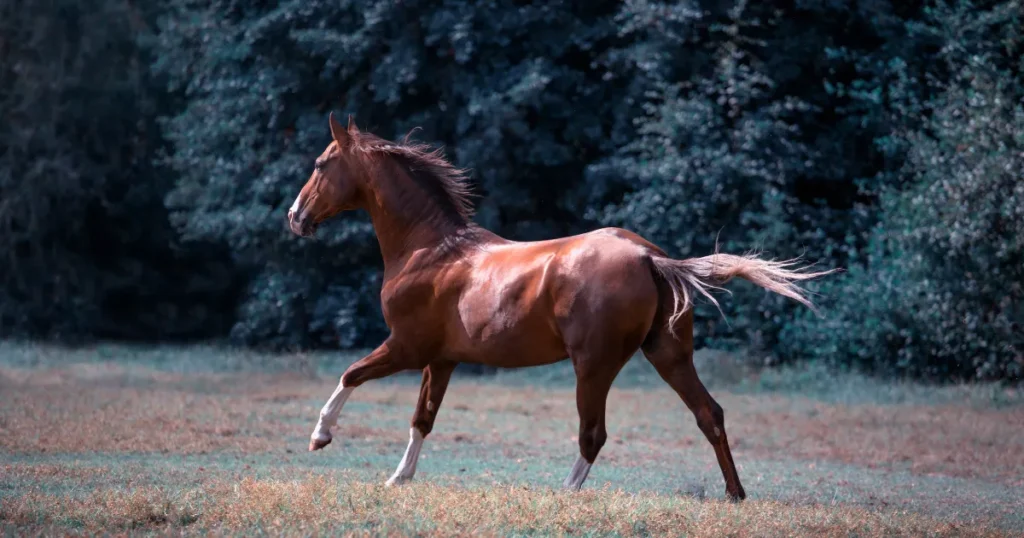 Akhal-Teke Horse
