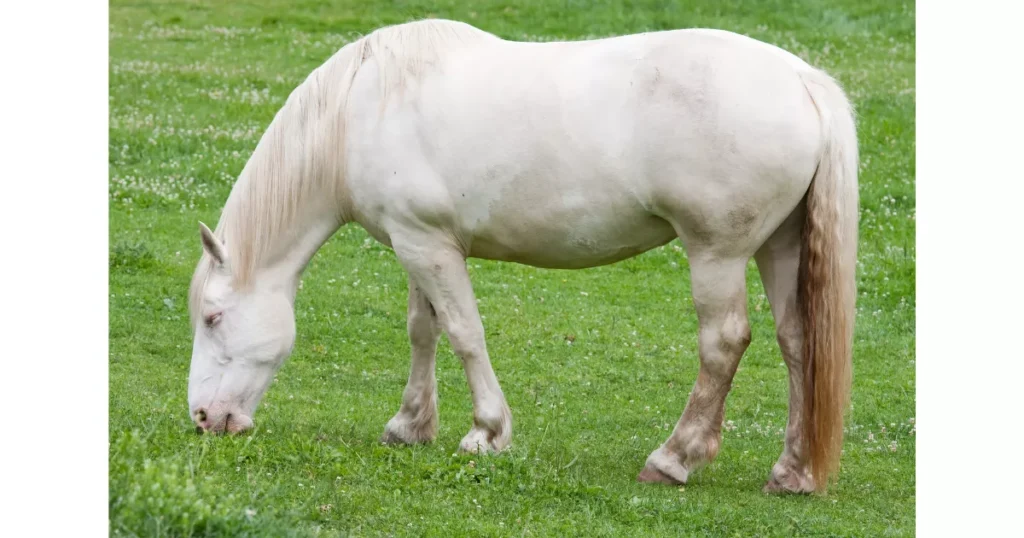 American Cream Draft Horse