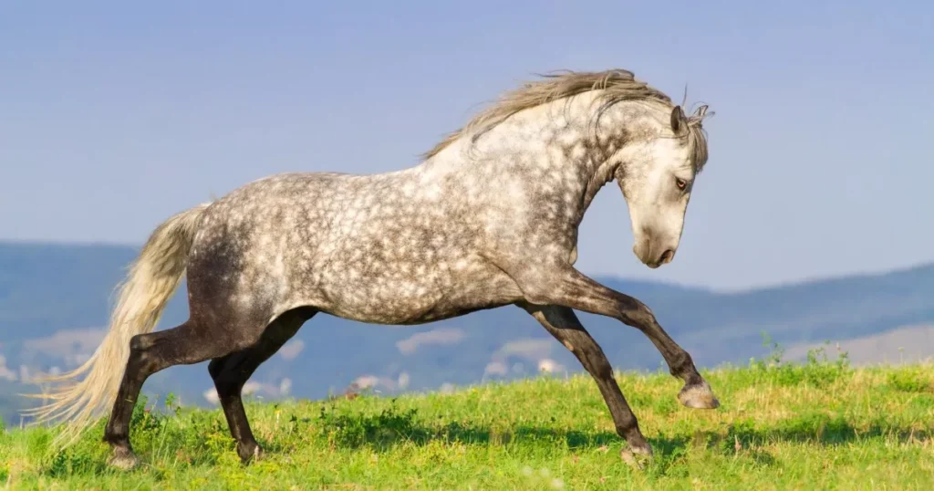 Andalusian