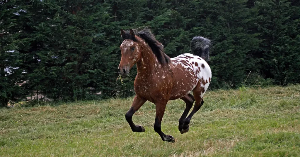Appaloosa
