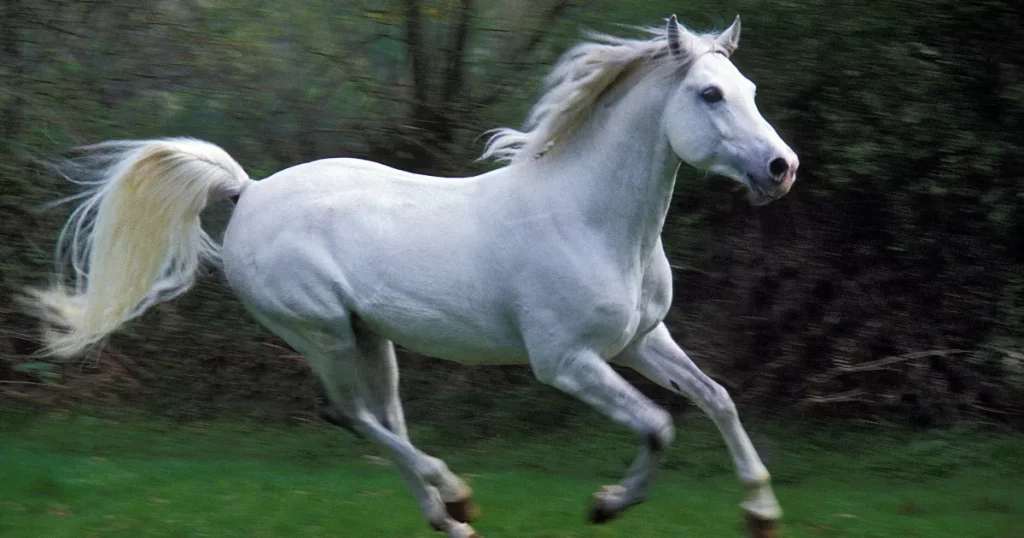 Arabian Horse