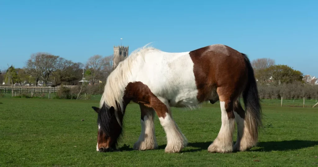 Ardennes horse on grass meadow