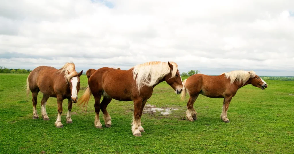 Belgian Draft Horse