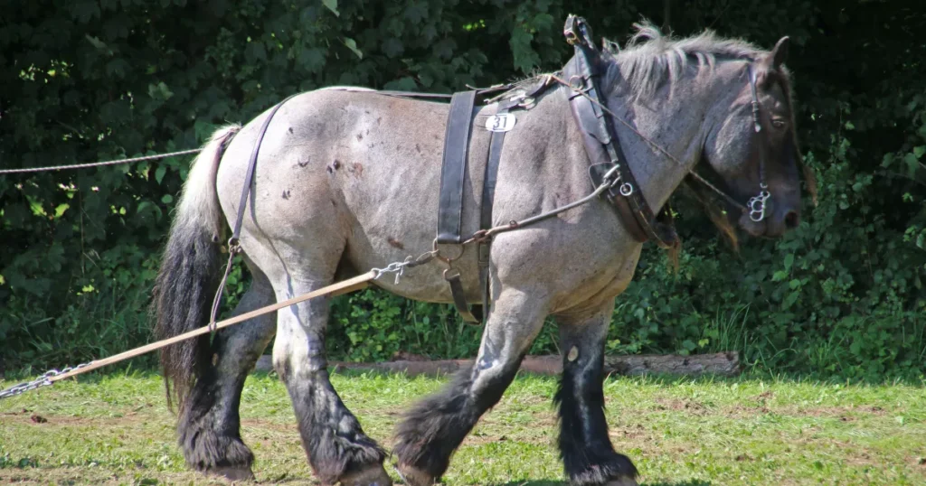 Brabant horse