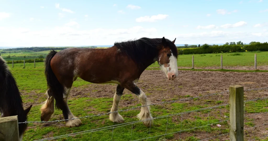 Clydesdale 