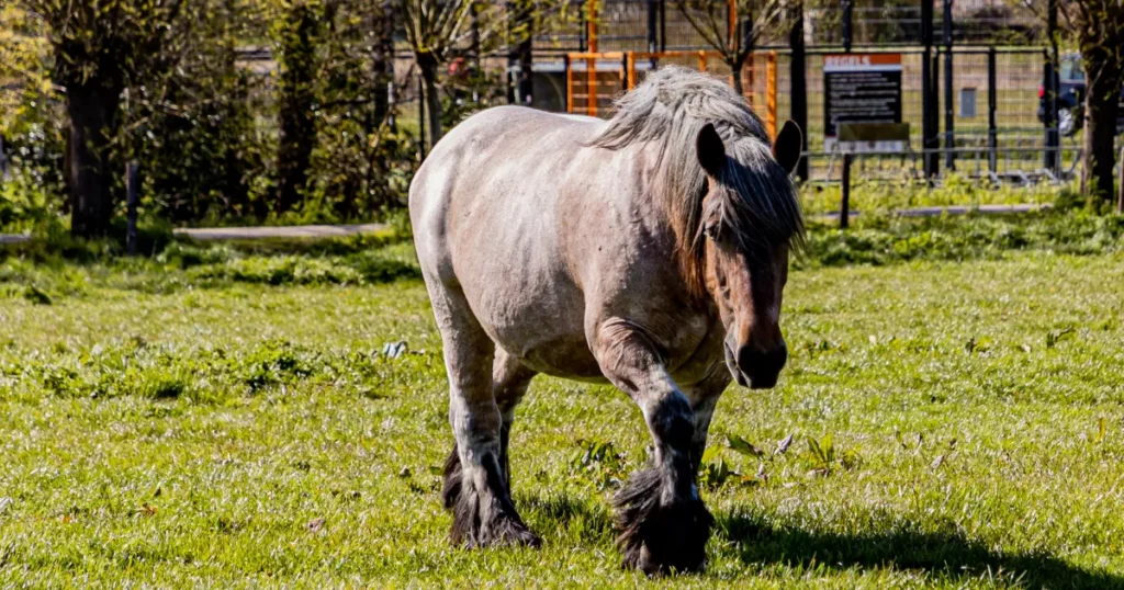 Dutch Draft Horse