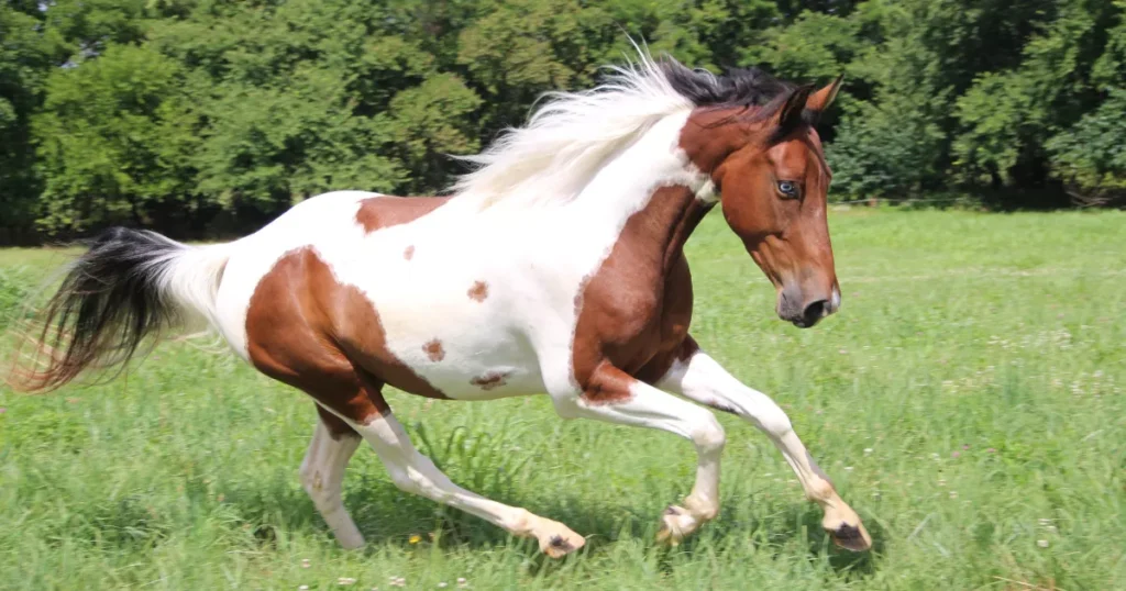 Paint Horse