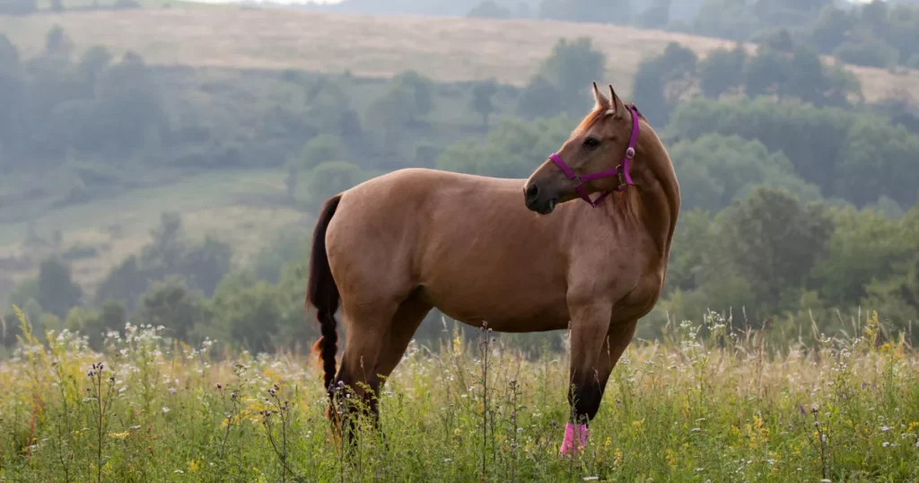 Quarter Horse