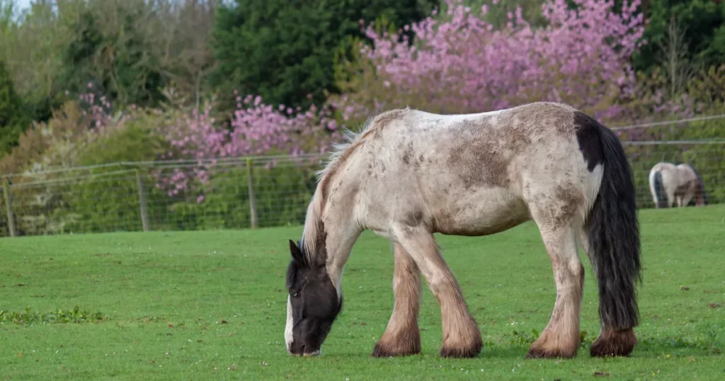 Shire Horse