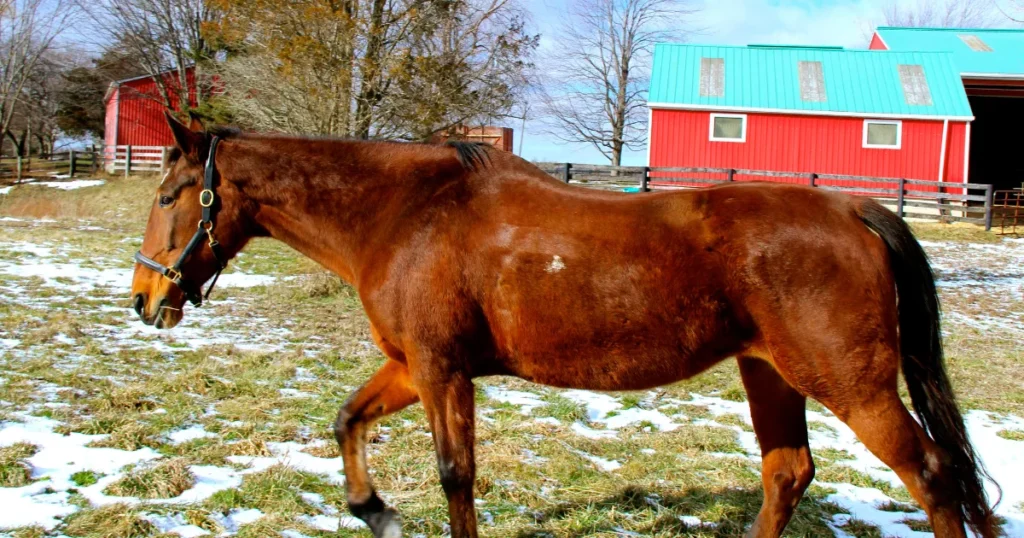 Standardbred