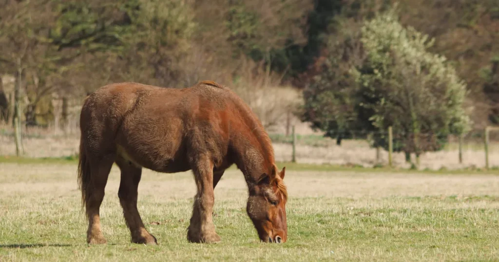 Suffolk Punch Horse