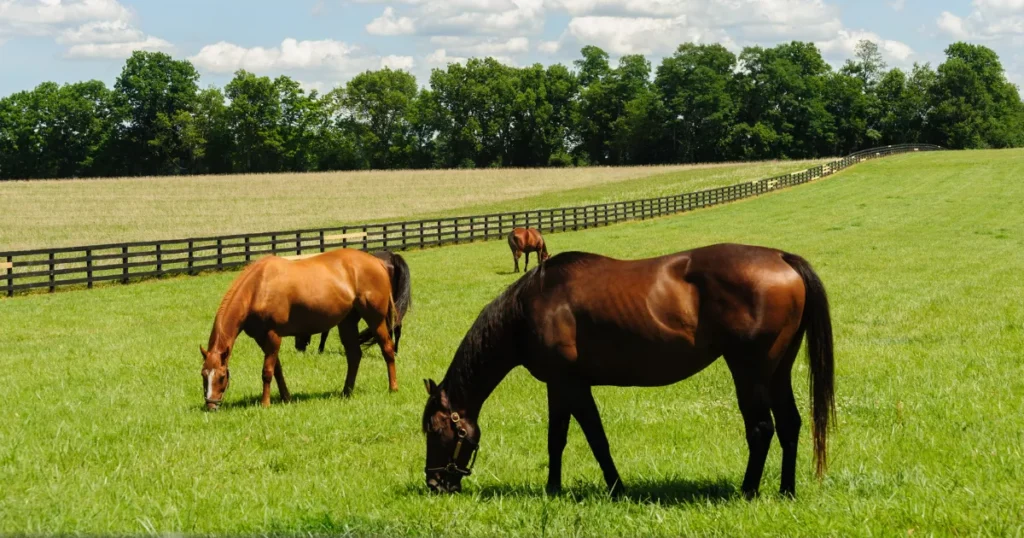 Thoroughbred