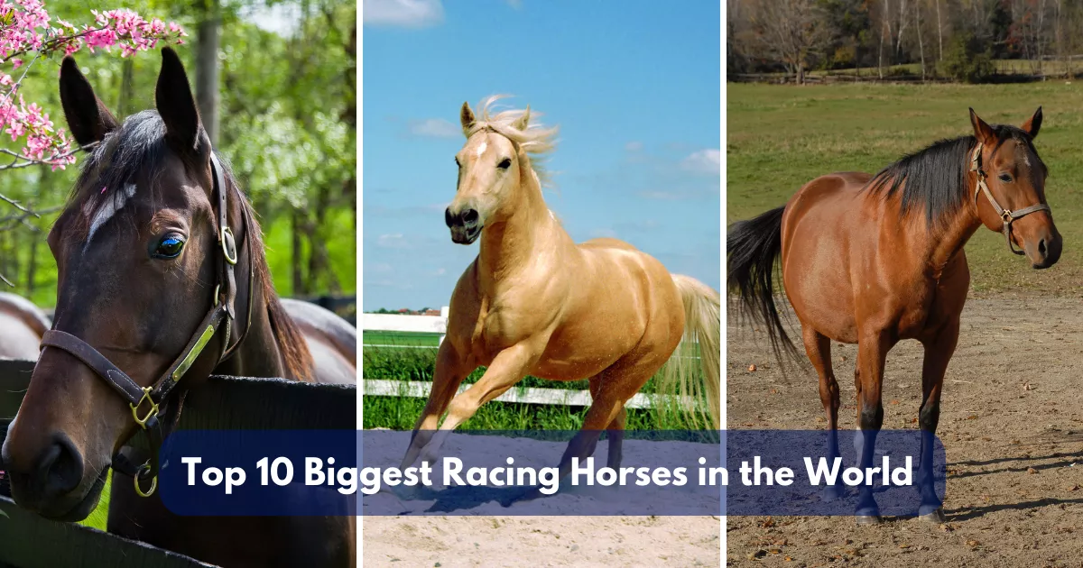 Top 10 Biggest Racing Horses The Giants of the Track