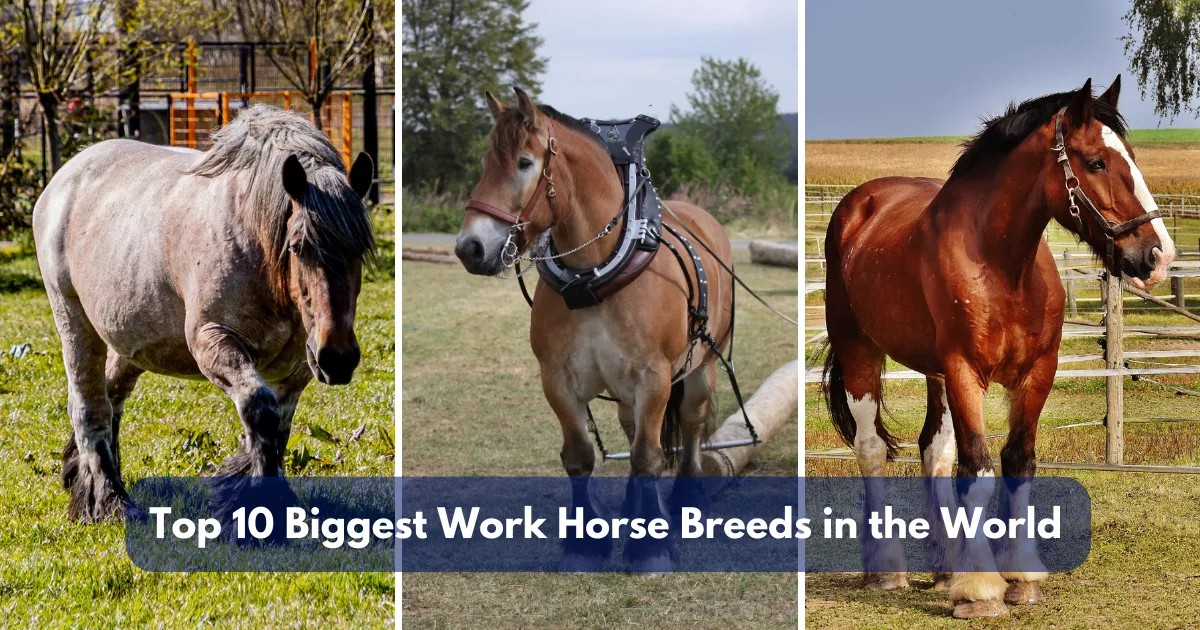 Top 10 Biggest Work Horse Breeds in the World