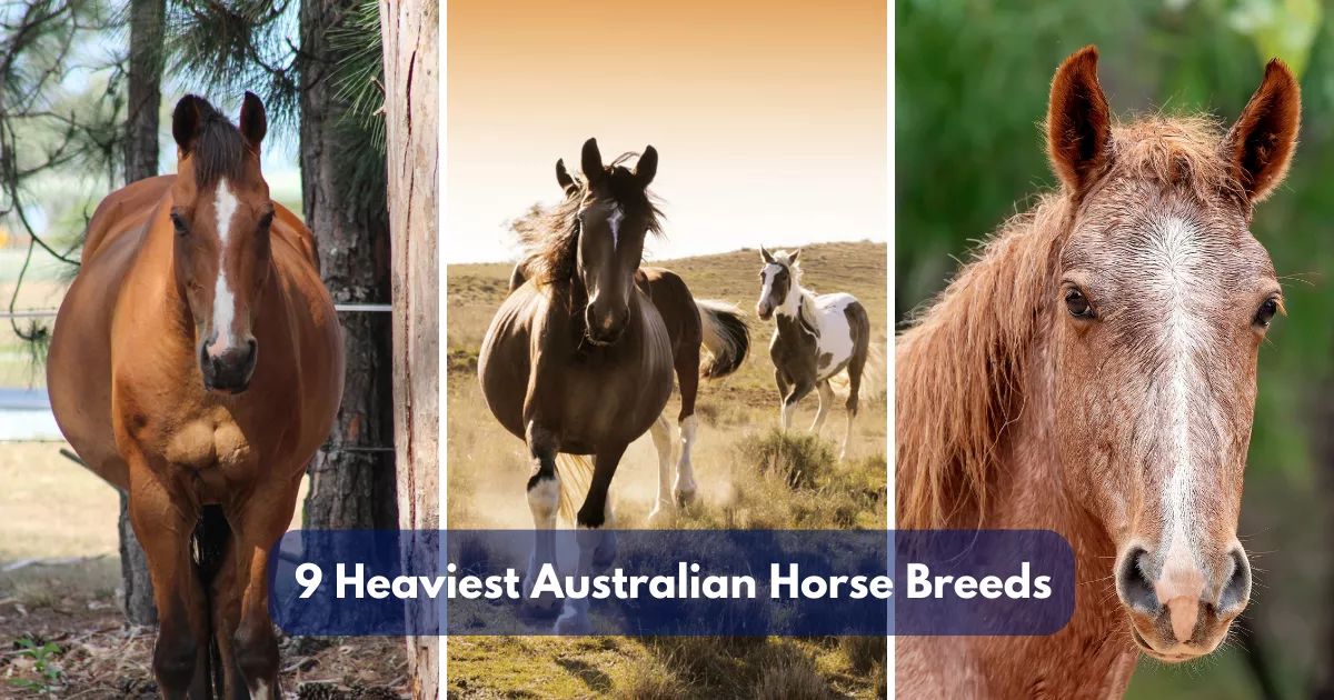 9 Heaviest Australian Horse Breeds