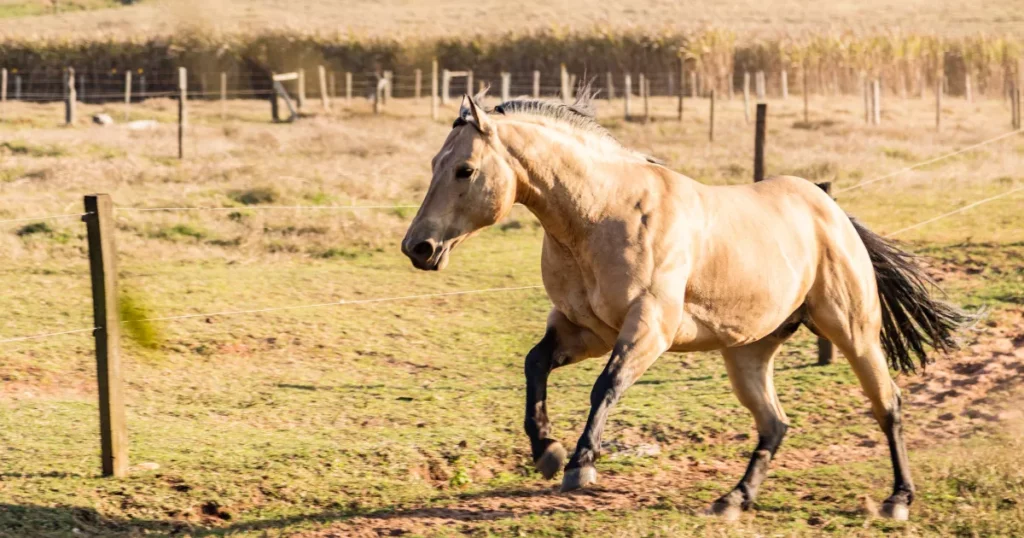 American Quarter Horse