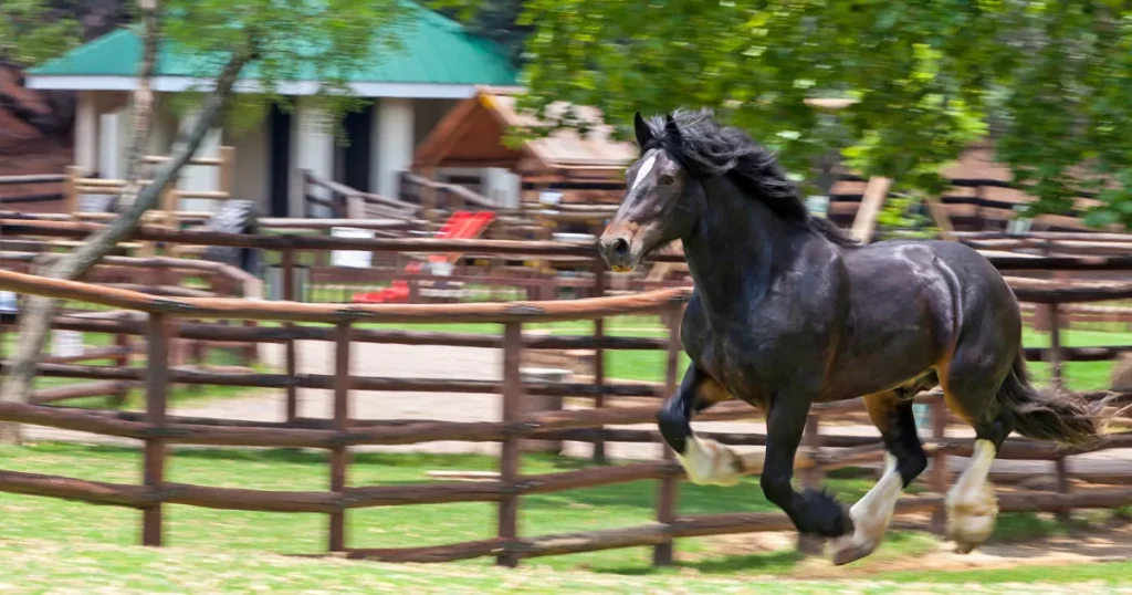 9 Heaviest Australian Horse Breeds