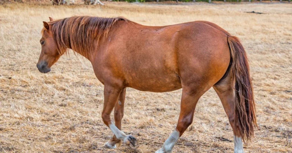 Australian Pony 