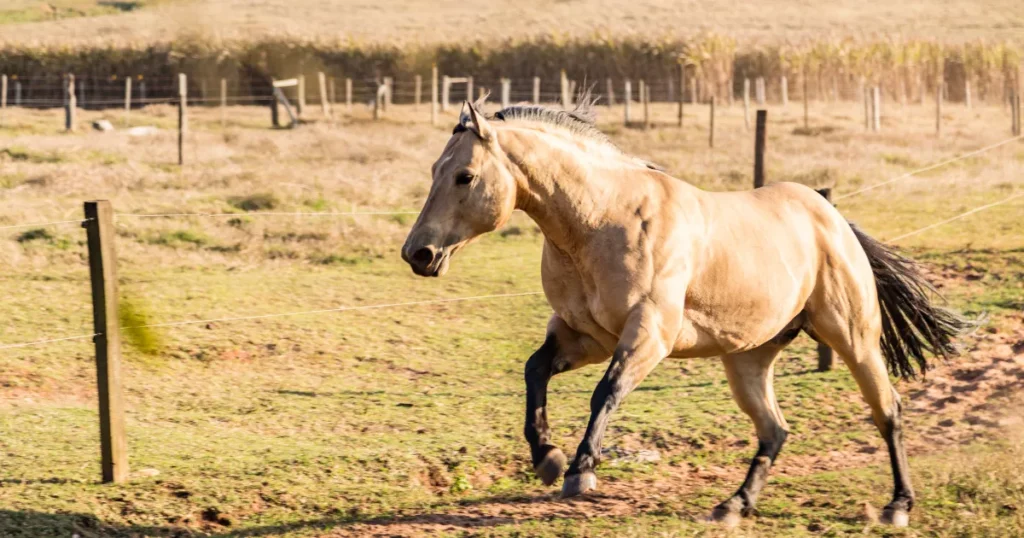 Australian Quarter Horse 