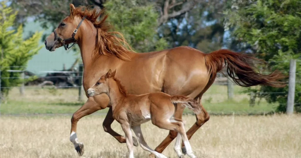 Australian Stock Horse