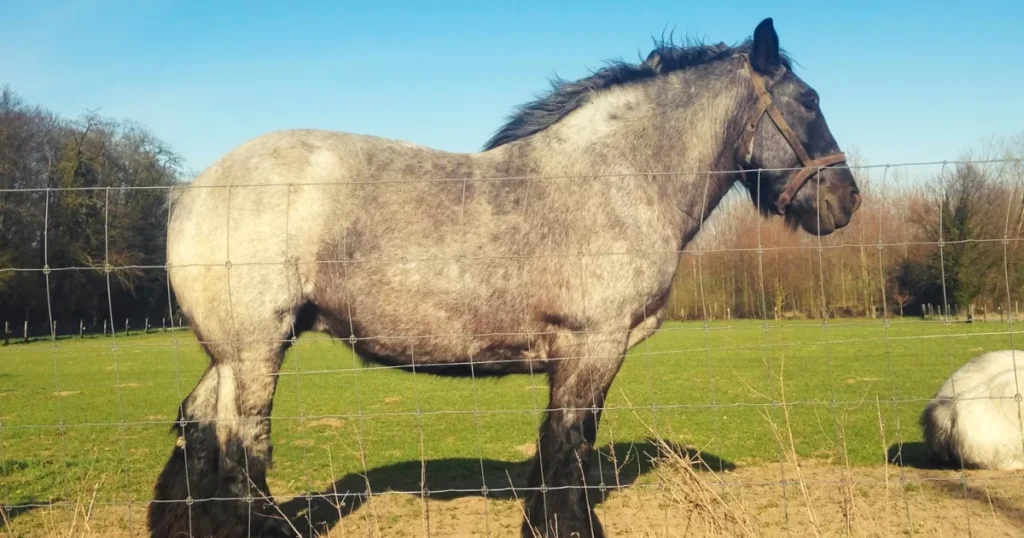 Belgian Draft Horse