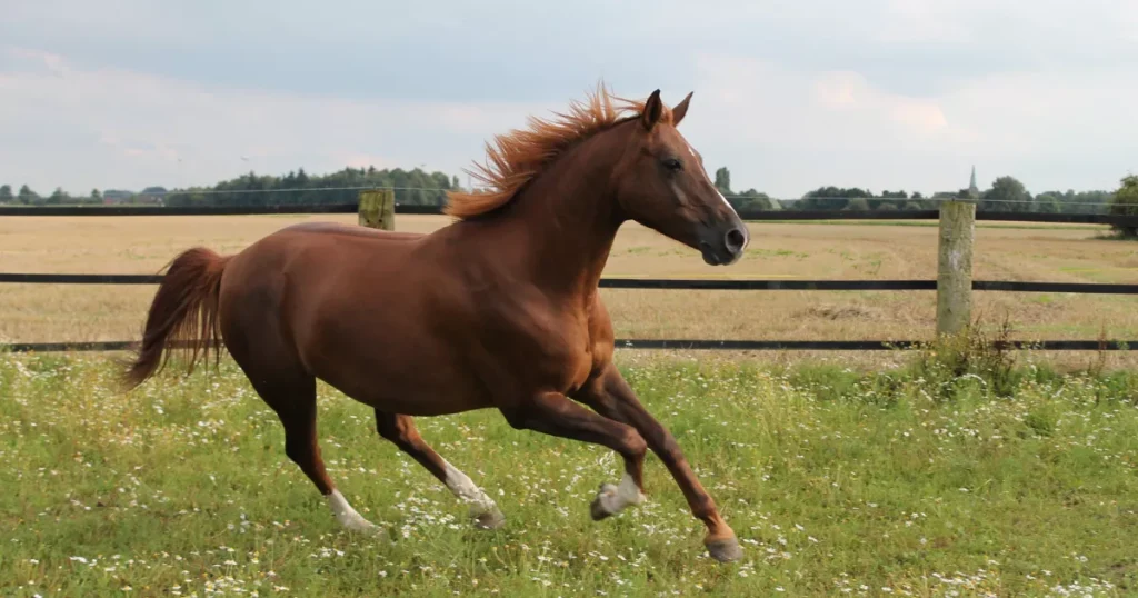 Brown Warmblood Horse Running