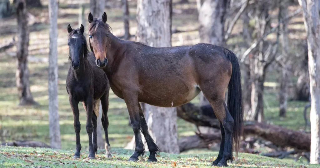 Brumby Horse