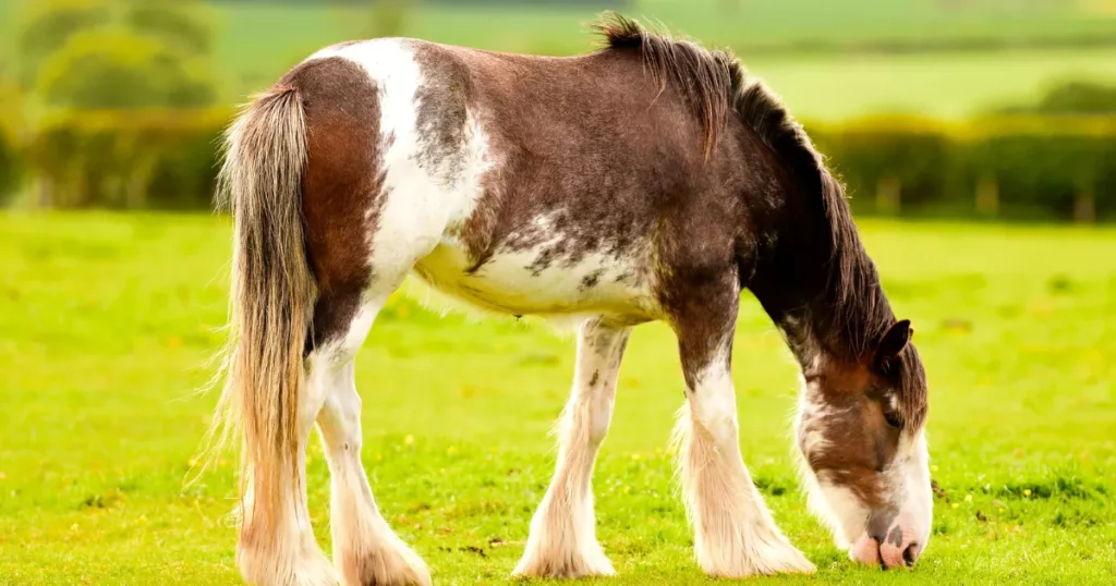 Clydesdale