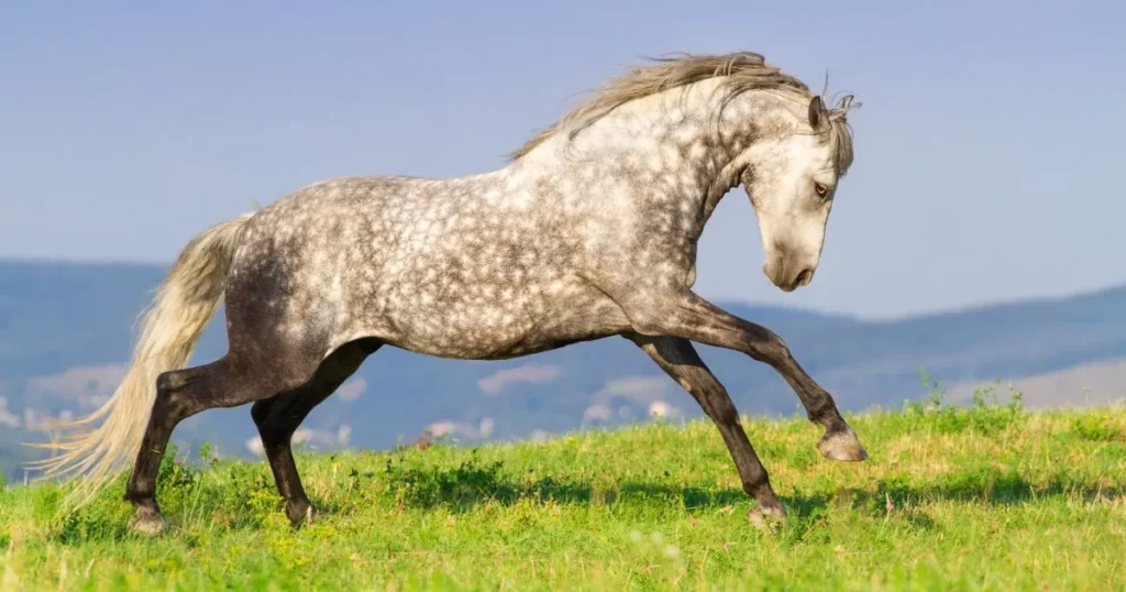 Grey andalusian horse